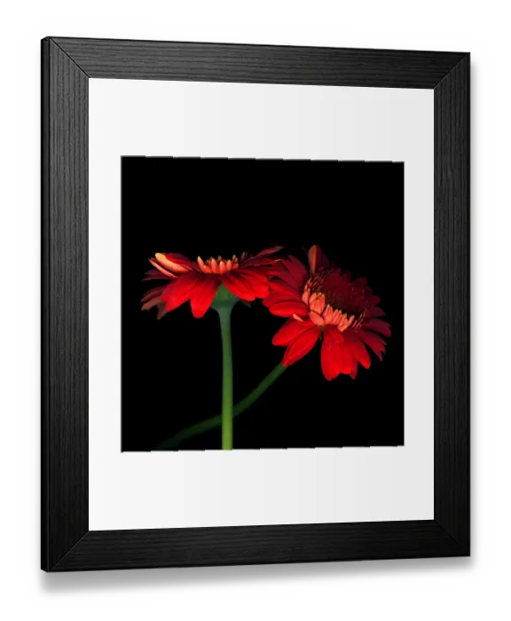 Framed Print : Red Gerbera Framed Print : Red Gerbera