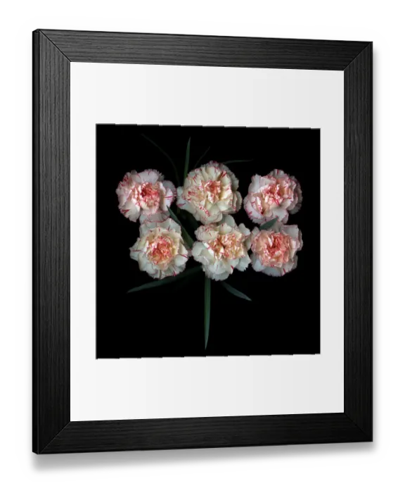 Framed Print : Carnations Framed Print : Carnations