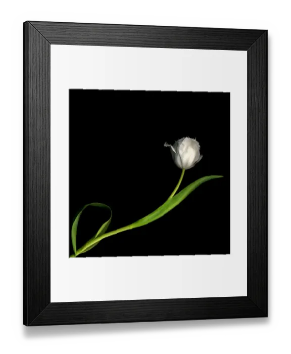 Framed Print : Frayed Tulips Framed Print : Frayed Tulips