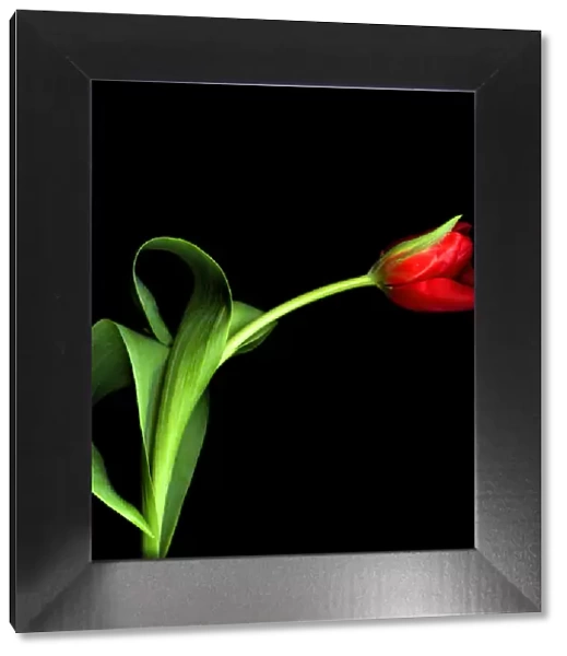 Red tulip against black background