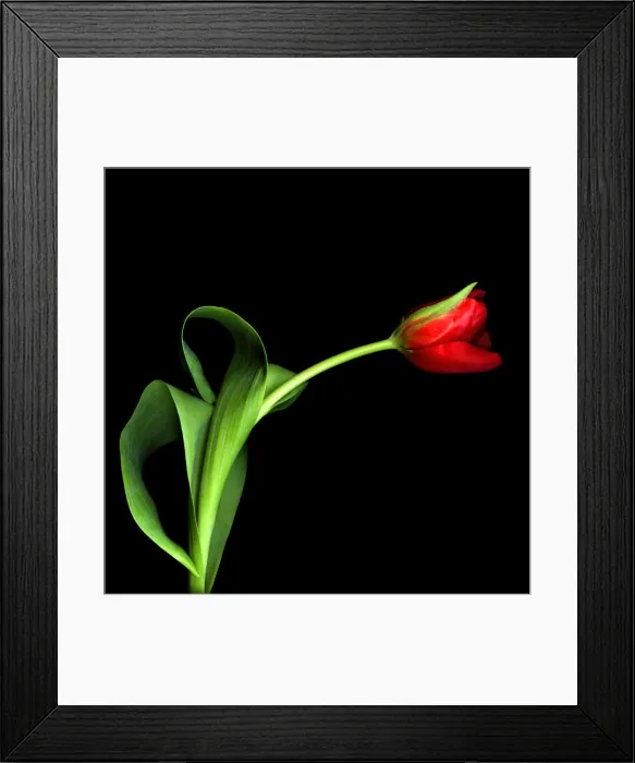 Framed Print : Red tulip against black background Framed Print : Red tulip against black background