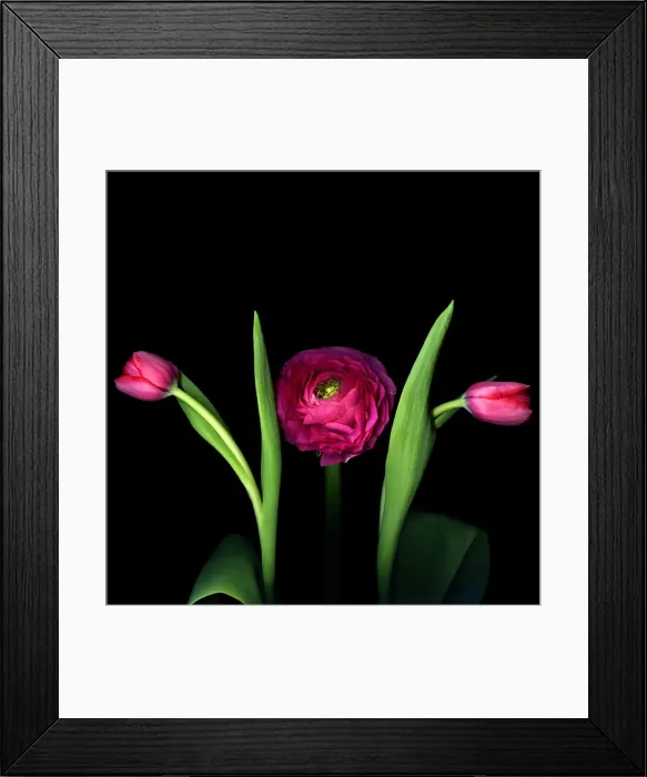 Framed Print : Pink Ranunculus Framed Print : Pink Ranunculus