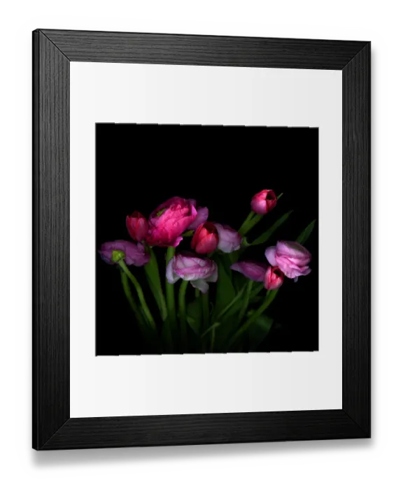 Framed Print : Pink tulips and Ranunculus Framed Print : Pink tulips and Ranunculus