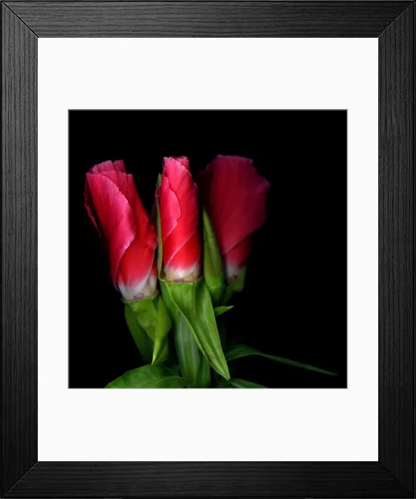 Framed Print : Clarkia flower Framed Print : Clarkia flower