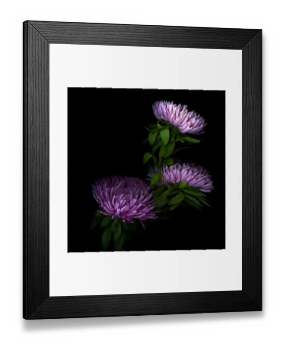 Framed Print : Pink giant Asters Framed Print : Pink giant Asters