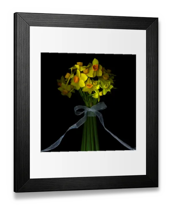 Framed Print : Daffodils. Dwarf daffodils bound with ribbon and bow against black background