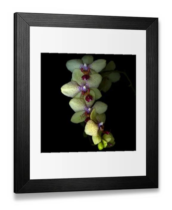 Framed Print : Orchid Cascade Framed Print : Orchid Cascade