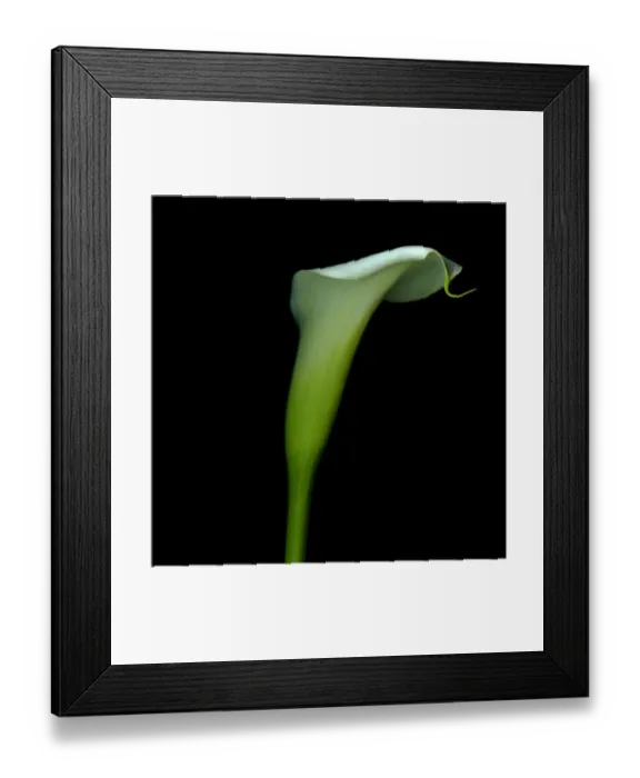 Framed Print : White calla Framed Print : White calla