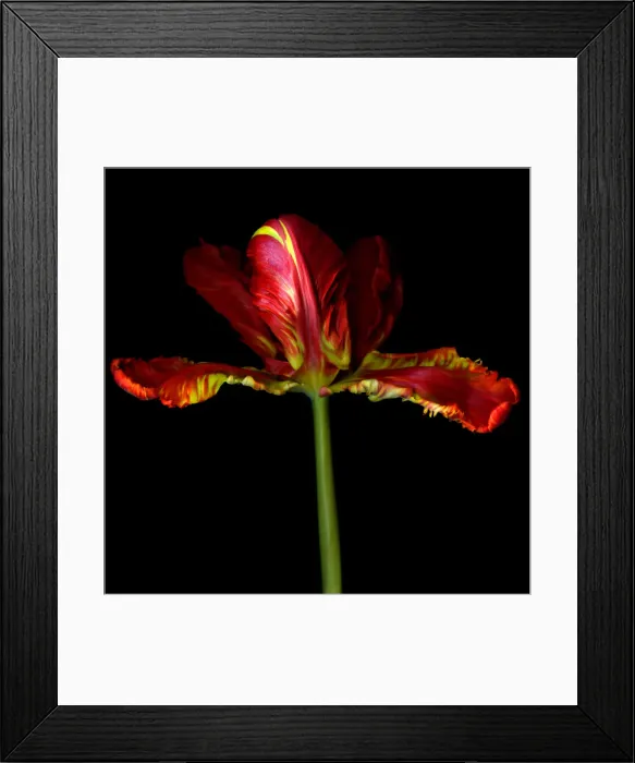 Framed Print : Parrot tulip flower Framed Print : Parrot tulip flower
