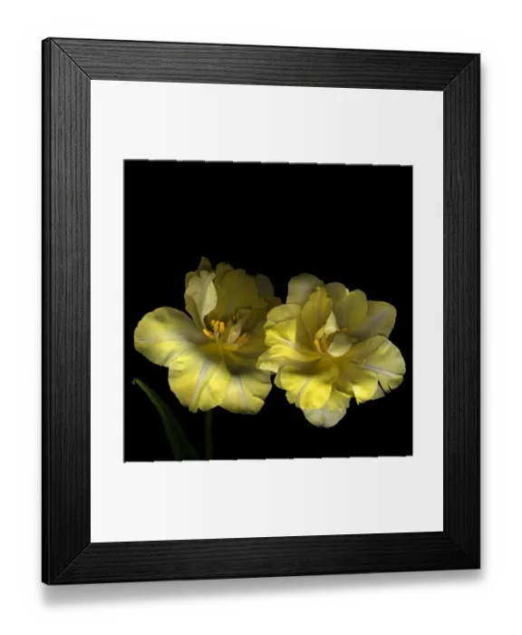 Framed Print : Two yellow tulips Framed Print : Two yellow tulips