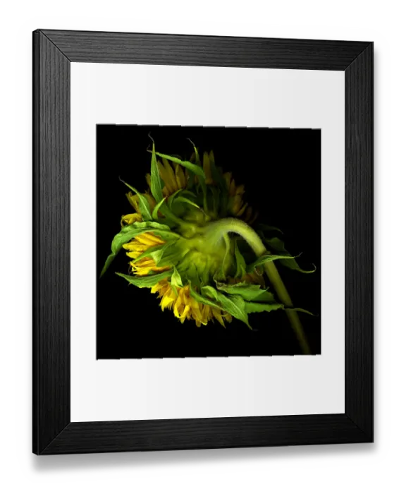 Framed Print : Sunflower. Bouquet of Sunflower, against background Framed Print : Sunflower. Bouquet of Sunflower, against background