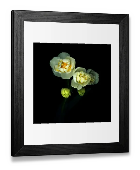 Framed Print : DOUBLES... Narcissus