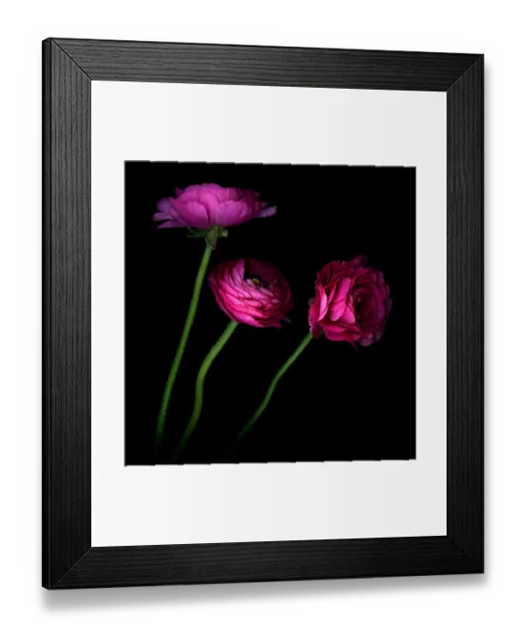 Framed Print : These three hot pink ranunculus Framed Print : These three hot pink ranunculus