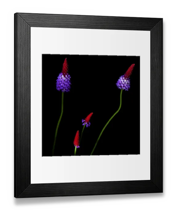 Framed Print : Primula vialii Framed Print : Primula vialii