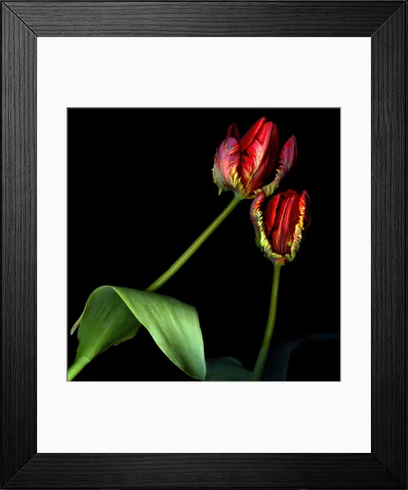 Framed Print : Rococo red parrot tulips Framed Print : Rococo red parrot tulips