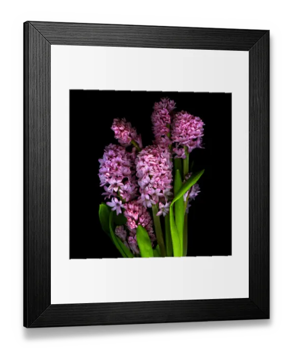 Framed Print : Hyacinth. Pink Hyacinth flowers in black background Framed Print : Hyacinth. Pink Hyacinth flowers in black background