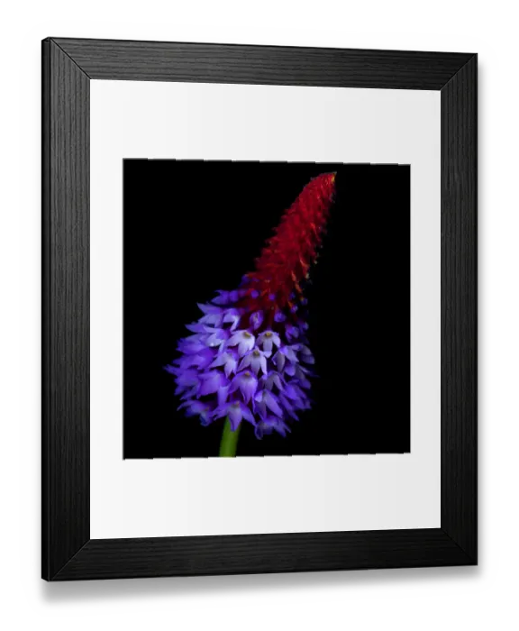 Framed Print : Primula vialii Framed Print : Primula vialii