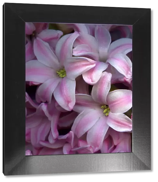 Hyacinths in pink