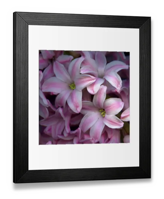 Framed Print : Hyacinths in pink Framed Print : Hyacinths in pink