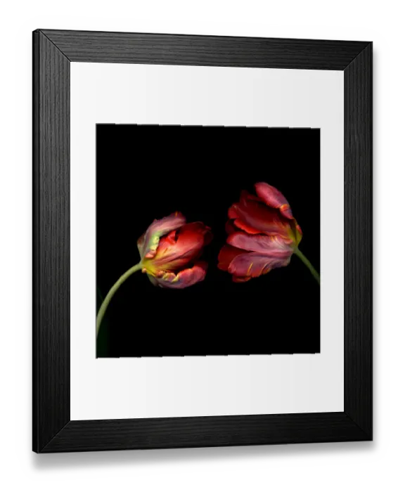 Framed Print : Tulip. Close up of Rococo tulips red Parrot tulips Framed Print : Tulip. Close up of Rococo tulips red Parrot tulips