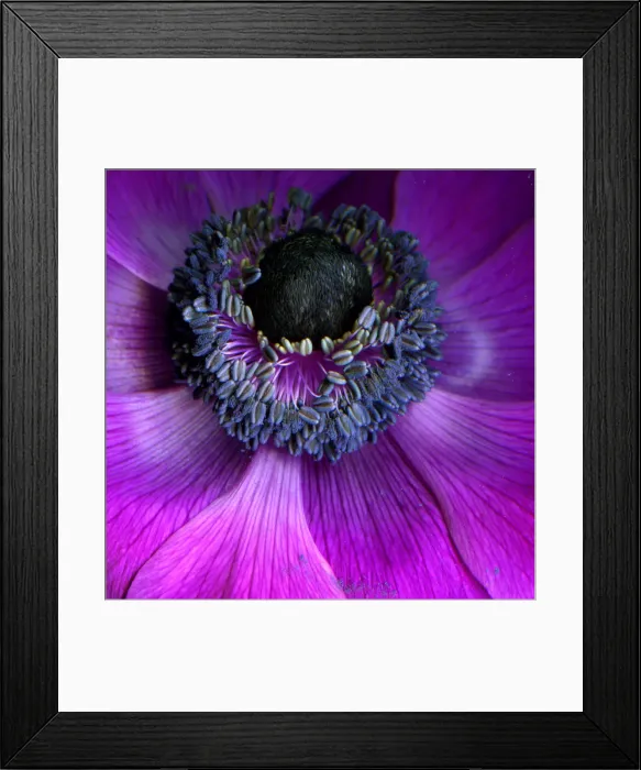 Framed Print : Anemone Coronaria Framed Print : Anemone Coronaria