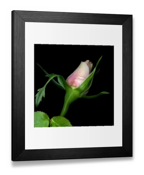 Framed Print : Rose bud in black background Framed Print : Rose bud in black background