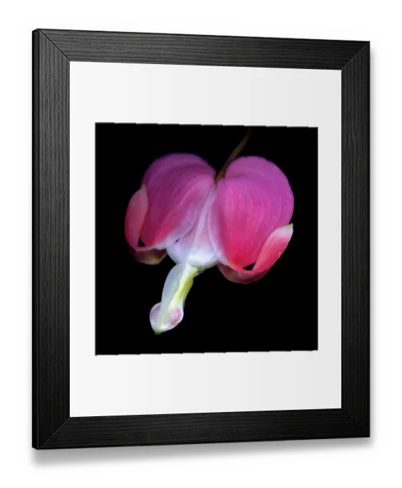 Framed Print : Dicentra spectabilis flower Framed Print : Dicentra spectabilis flower