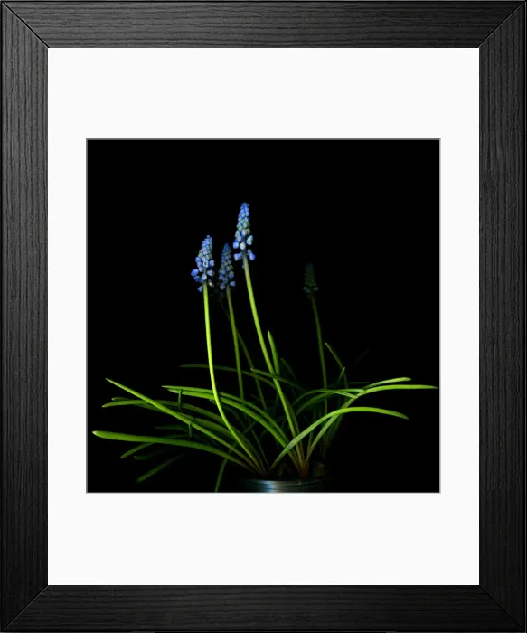 Framed Print : Blue Muscari Framed Print : Blue Muscari
