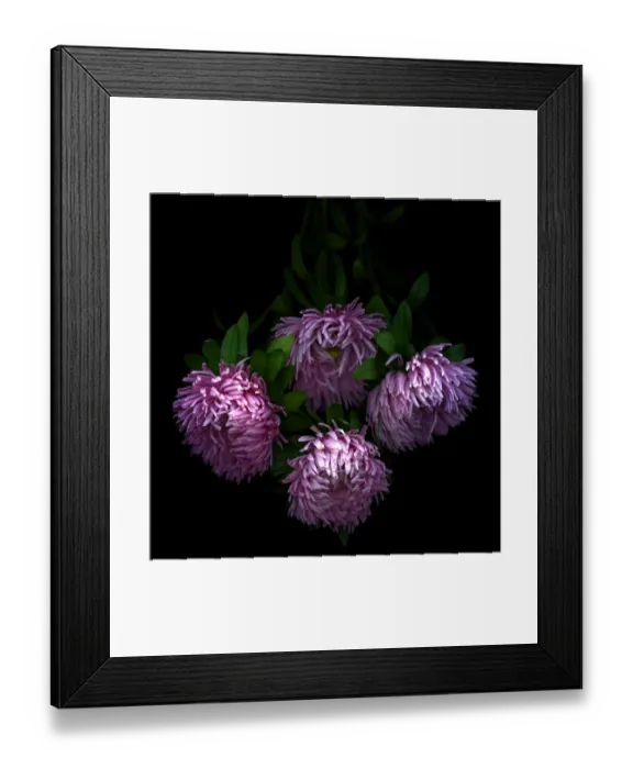 Framed Print : Asters flowers Framed Print : Asters flowers