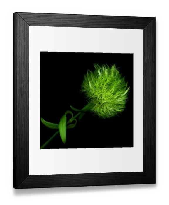 Framed Print : Green pompom flower Framed Print : Green pompom flower