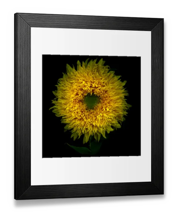 Framed Print : Sunflower