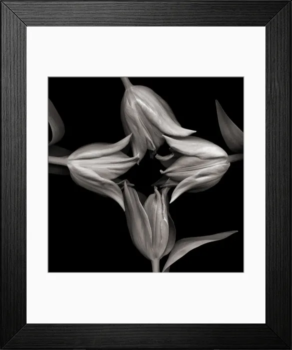 Framed Print : Monochromatic tulips Framed Print : Monochromatic tulips