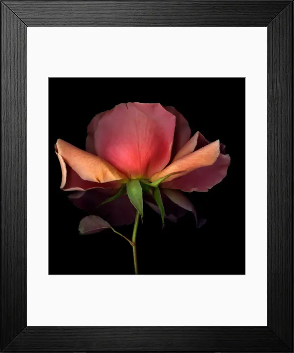 Framed Print : Close up of rose
