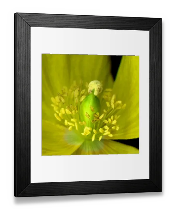 Framed Print : Yellow poppy Framed Print : Yellow poppy