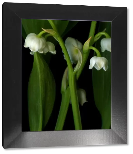 Muguet. Lily of the Valley