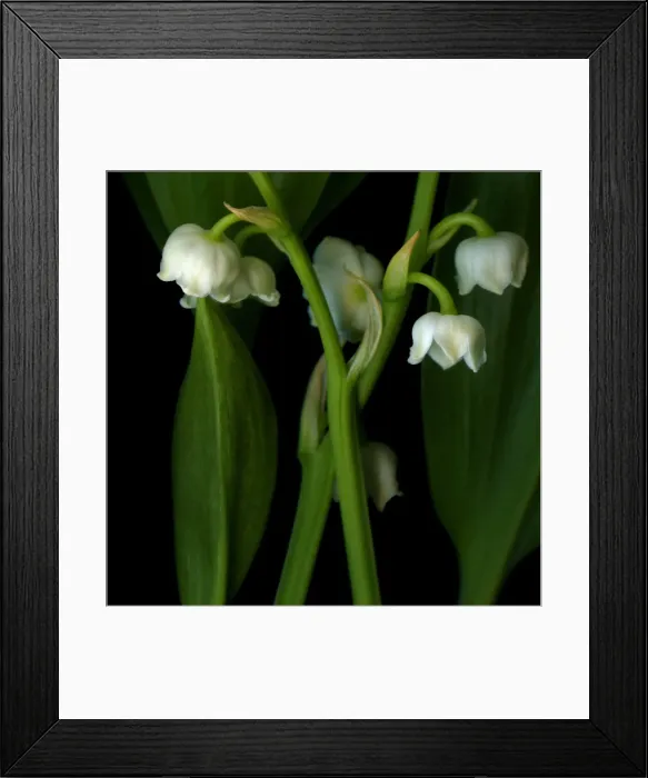 Framed Print : Muguet. Lily of the Valley Framed Print : Muguet. Lily of the Valley