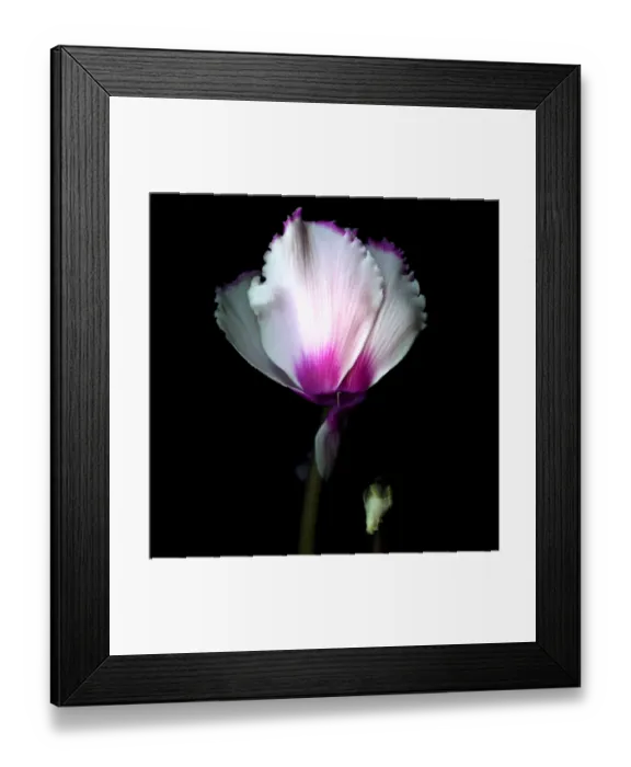 Framed Print : Frilled cyclamen with bud Framed Print : Frilled cyclamen with bud