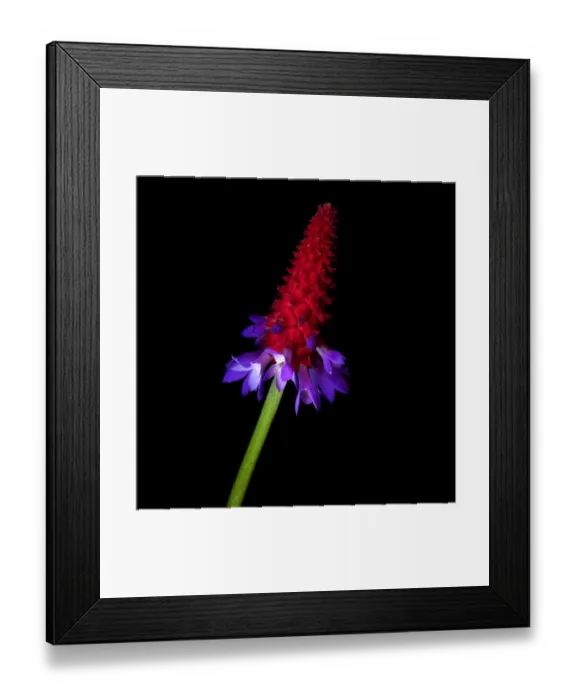 Framed Print : Primula vialii Framed Print : Primula vialii