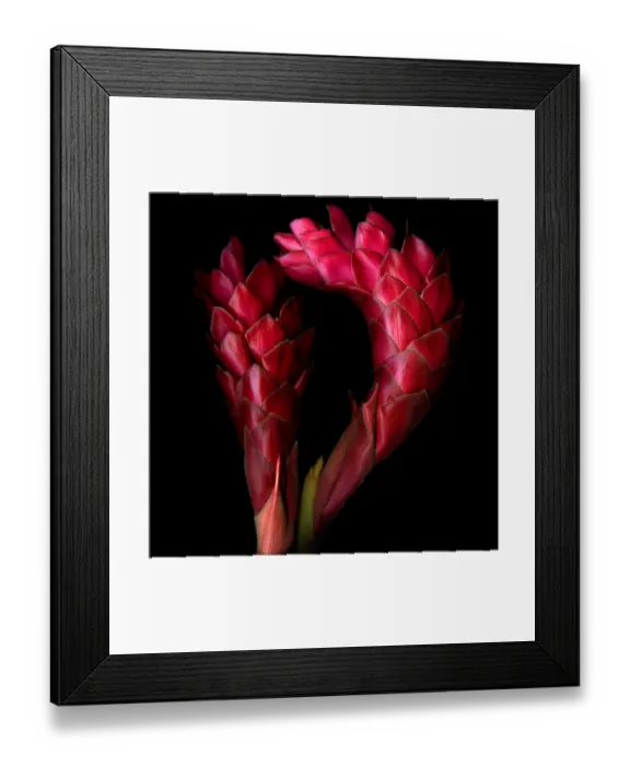 Framed Print : Red Ginger flowers Framed Print : Red Ginger flowers