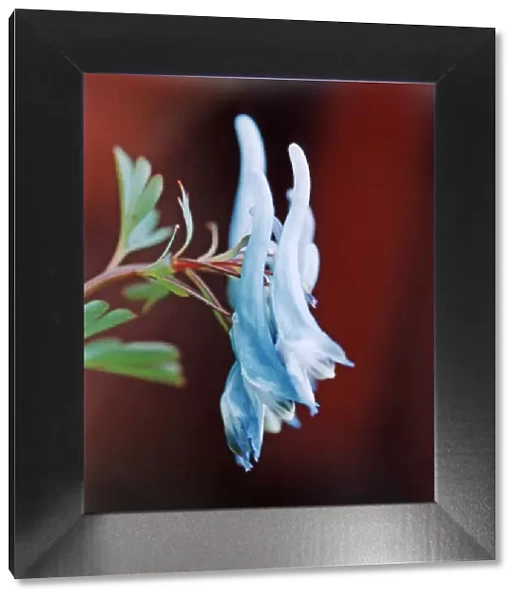 CORYDALIS, China Blue. This image is not contrasted / saturated or sharpened