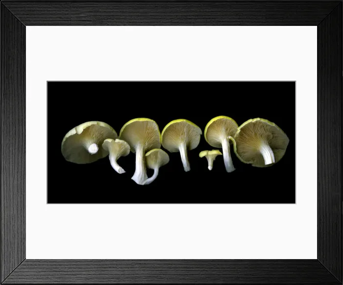 Framed Print : The Oyster Mushroom Line Framed Print : The Oyster Mushroom Line
