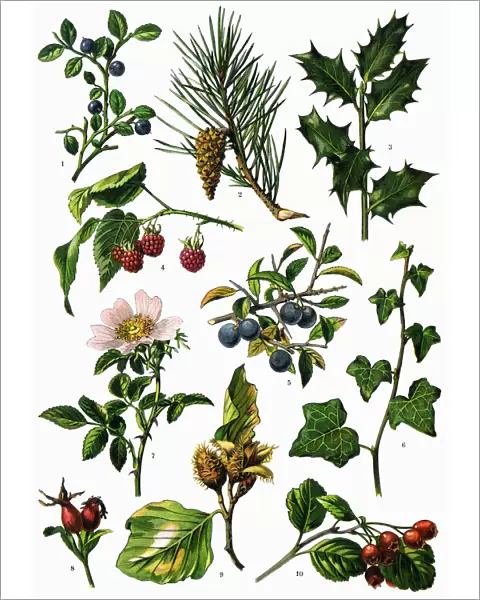 Medicinal and Herbal Plants