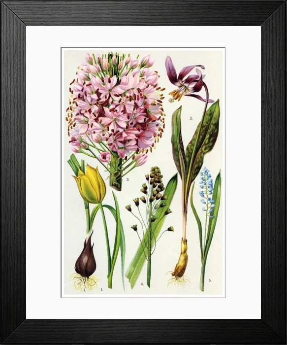 Framed Print : Medicinal and Herbal Plants Framed Print : Medicinal and Herbal Plants