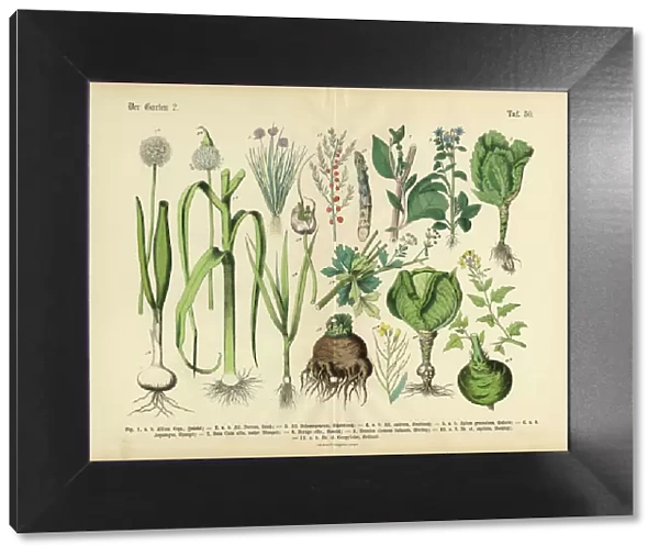 Vegetables, Fruit and Berries of the Garden, Victorian Botanical Illustration