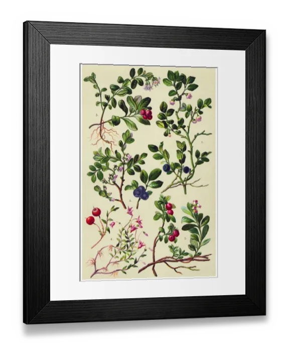 Framed Print : Medicinal and Herbal Plants Framed Print : Medicinal and Herbal Plants