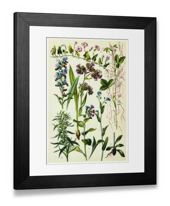 Framed Print : Medicinal and Herbal Plants Framed Print : Medicinal and Herbal Plants