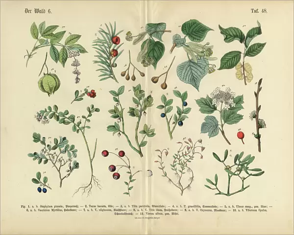 Ornamental Trees, Shrubs and Plants, Victorian Botanical Illustration