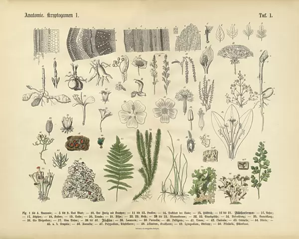 Plant Anatomy, Victorian Botanical Illustration