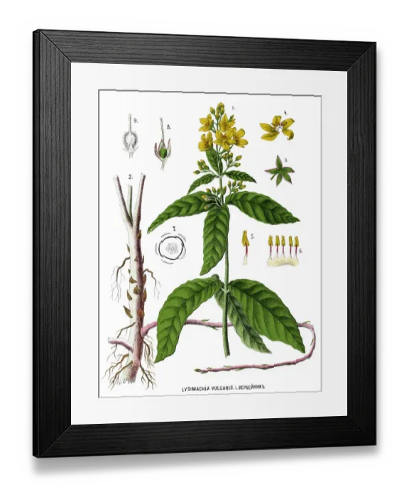 Framed Print : garden loosestrife Framed Print : garden loosestrife