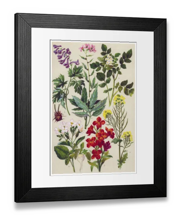 Framed Print : Medicinal and Herbal Plants Framed Print : Medicinal and Herbal Plants